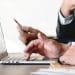 online bidding